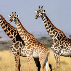 Giraffe - Four Giraffes, Not One