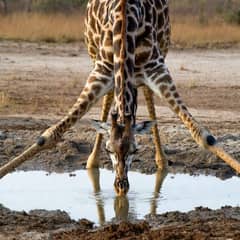 Giraffe - Drinking Is Harder Than It Looks