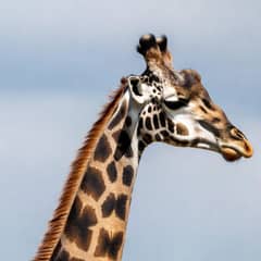 Giraffe - The Eighth Neck Bone