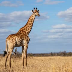 Giraffe - The Big Heart Myth
