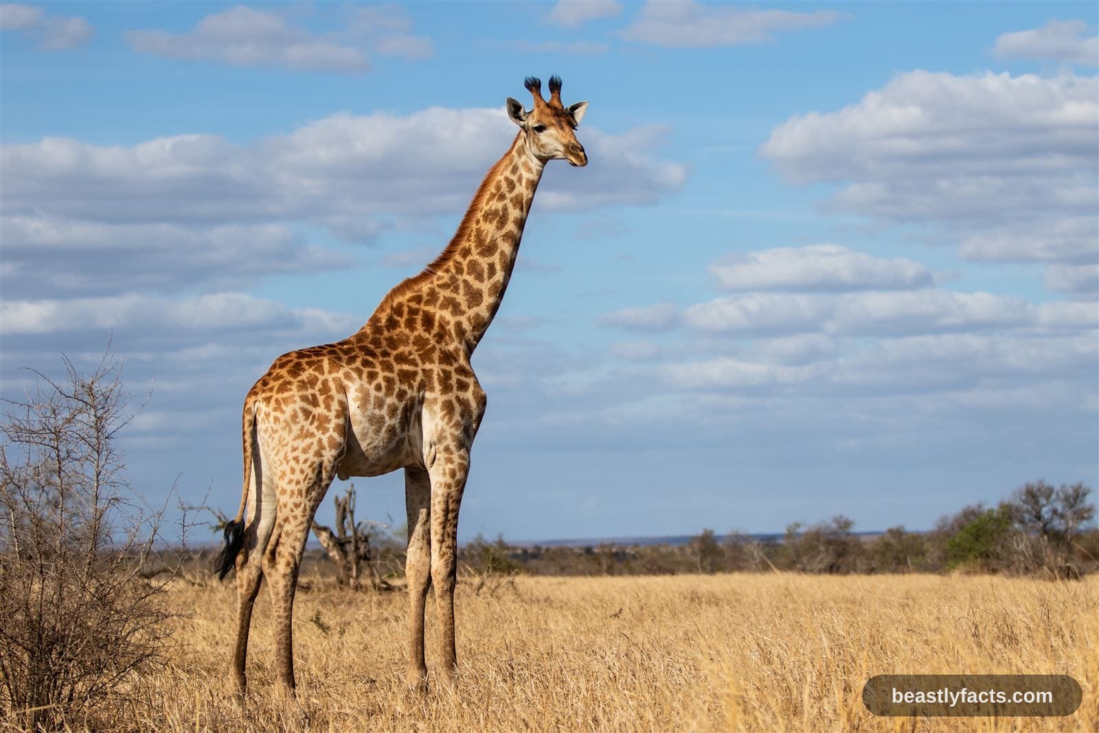 A giraffe head and neck in profile against a pale sky