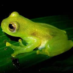 Glass Frog - See-Through Bellies