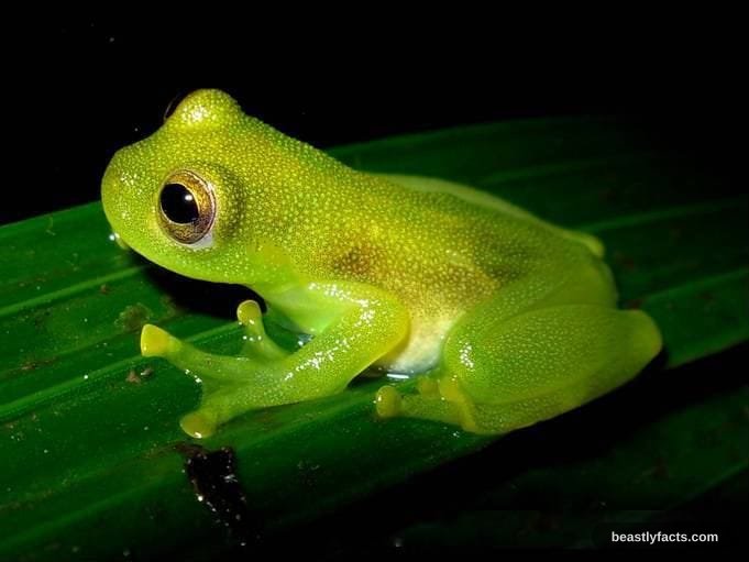 A glass frog resting on a wet leaf, its translucent skin catching the light