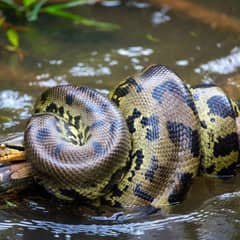 Green Anaconda - Constriction Is About Blood, Not Bones