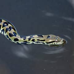 Green Anaconda - It Gives Birth, It Does Not Lay Eggs