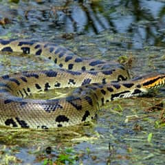 Green Anaconda - Heaviest, Not Longest