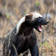 Honey Badger - The Loose-Skin Escape Artist