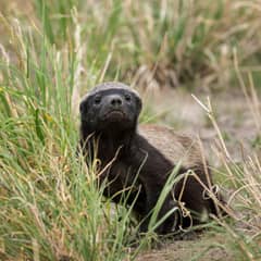 Honey Badger - Snake Venom? No Thanks