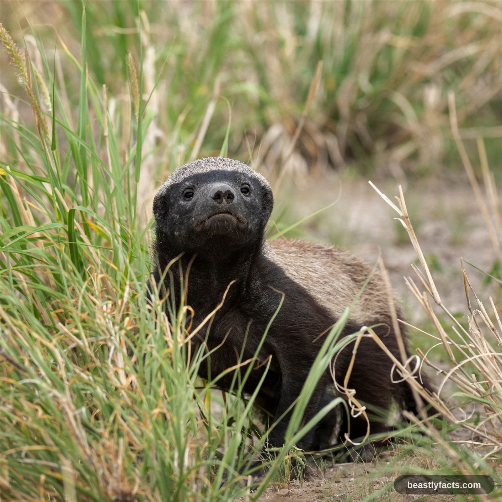 A honey badger in profile showing its pale back stripe and heavy claws