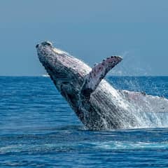 Humpback Whale - Singers of the Sea