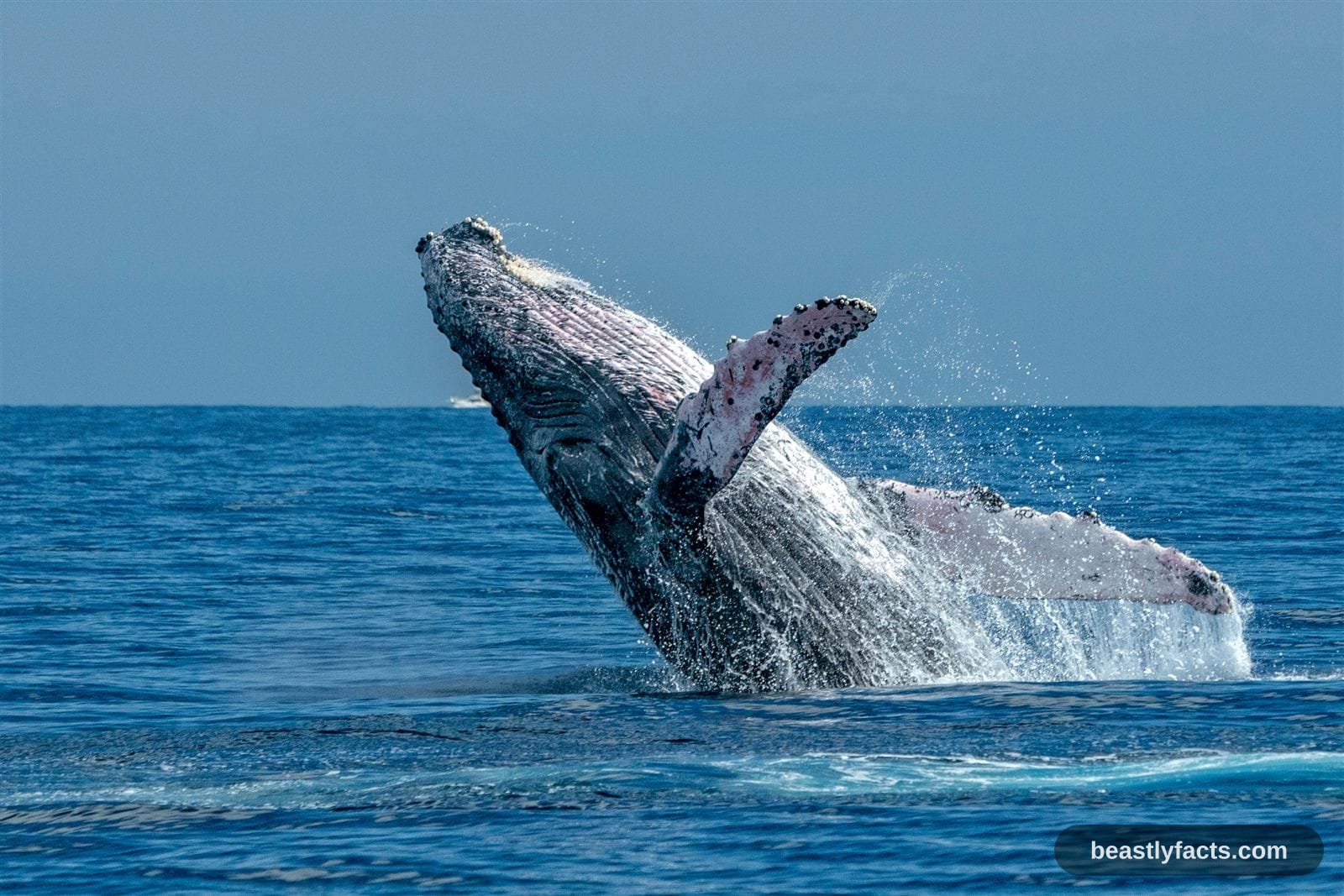 Humpback Whale - Singers of the Sea