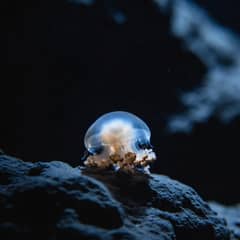 Jellyfish - A 72-Hour Rebuild