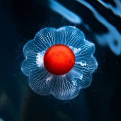 Jellyfish - Smaller Than a Pinky Nail