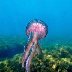 Jellyfish, Immortal Jellyfish