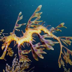 Leafy Sea Dragon - Leaves That Learned to Swim