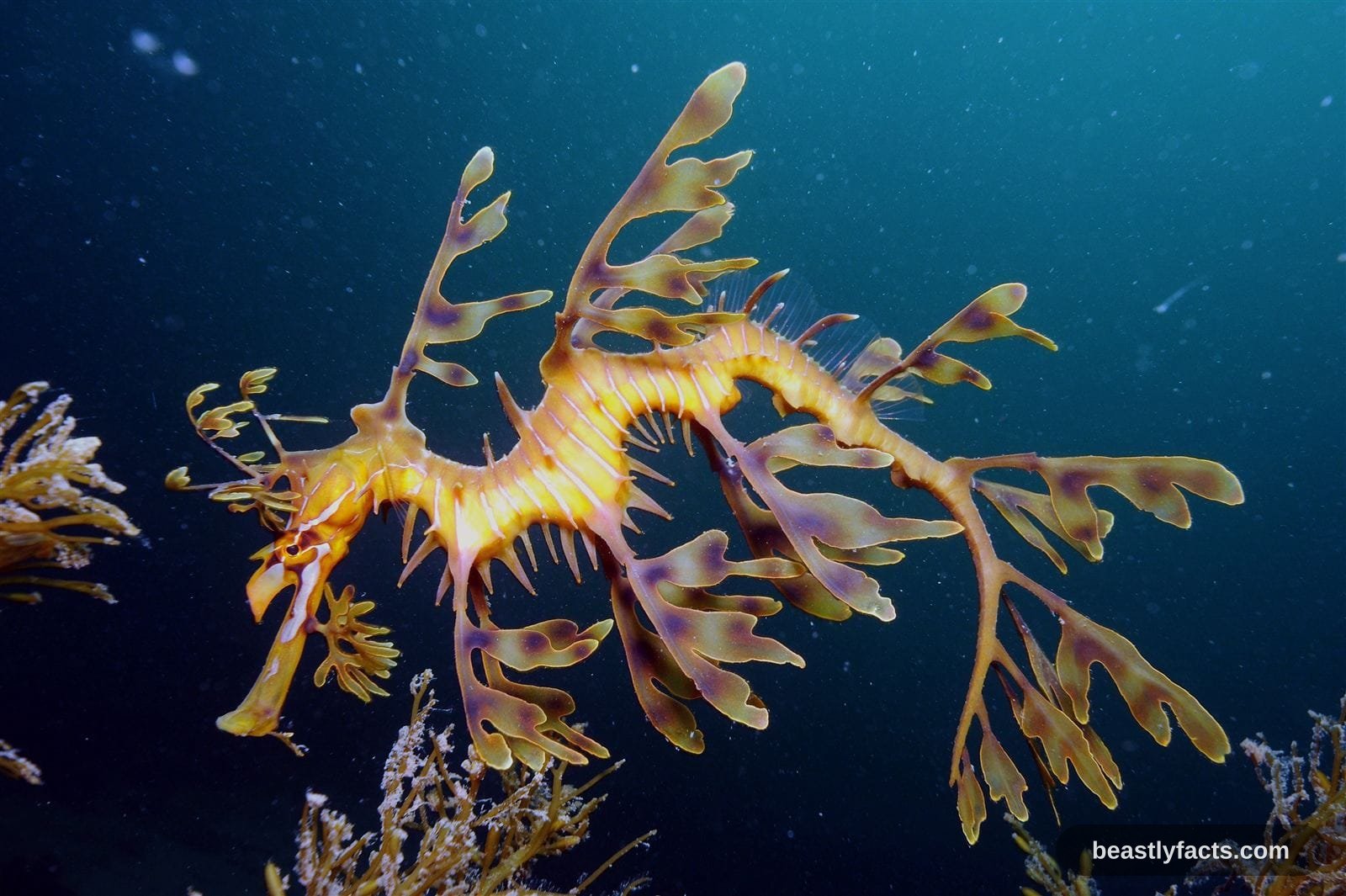 Leafy Sea Dragon - Leaves That Learned to Swim