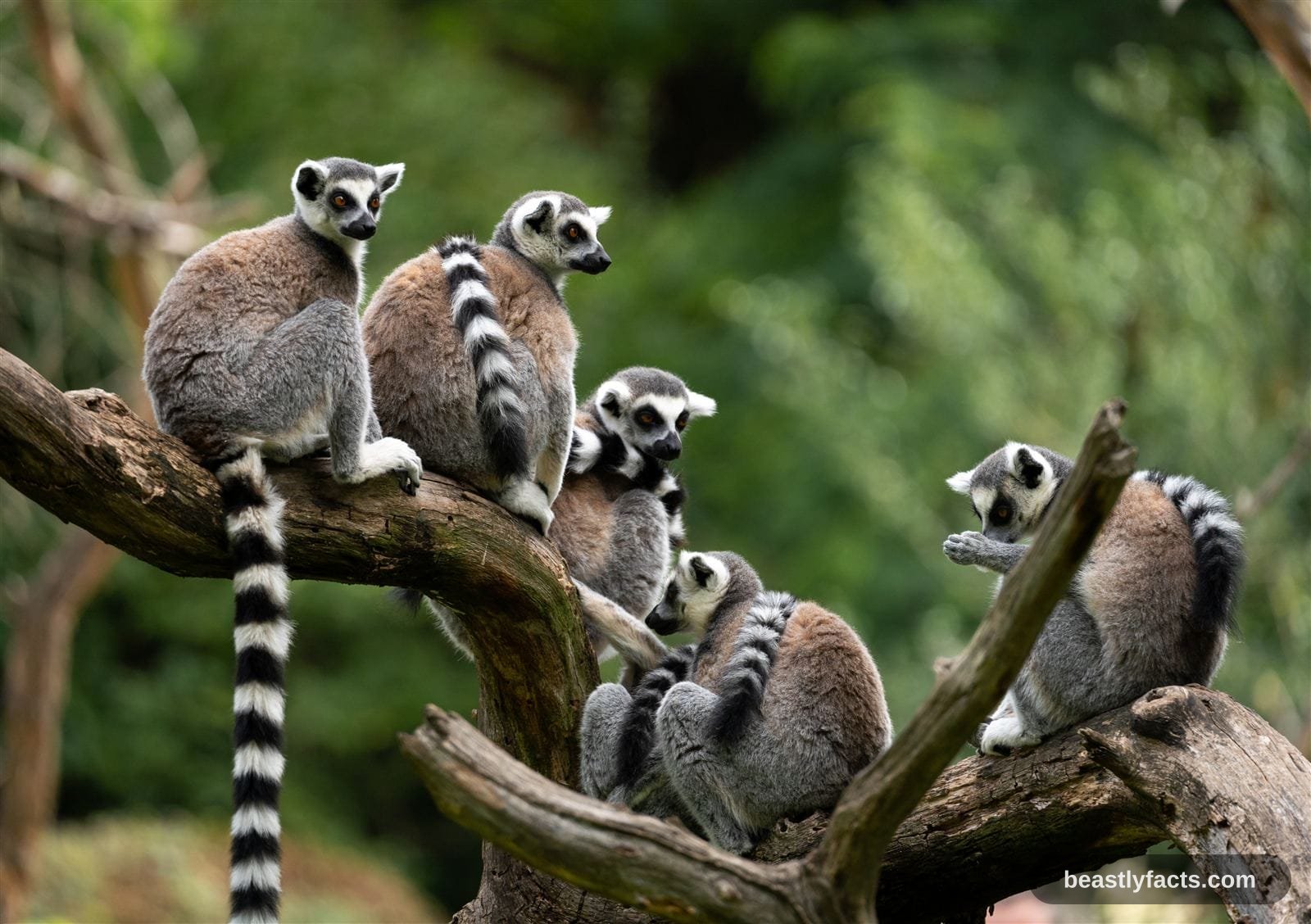 Lemur - The Purring Lemur