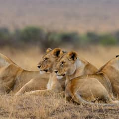 Lion - The Pride Belongs to the Females