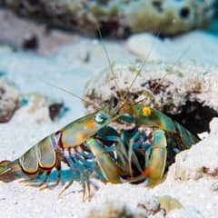 Mantis Shrimp - Married for Twenty Years