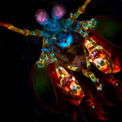 Mantis Shrimp, Mantis Shrimp Vision