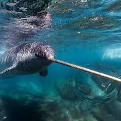 Narwhal - Super Sneaky Narwhal