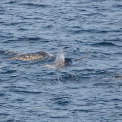 Narwhal - Unicorn of the Sea