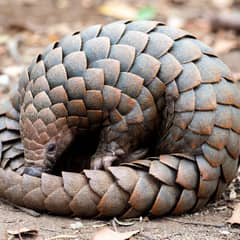 Pangolin - Armored Squirrels