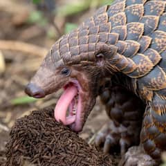 Pangolin - A Tongue Longer Than Its Body