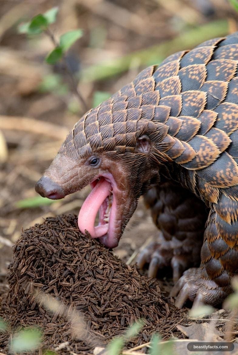 A pangolin with its scaled tail curled beside its body