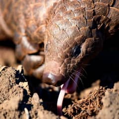 Pangolin - The Stomach That Chews