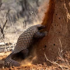 Pangolin - 70 Million Insects a Year