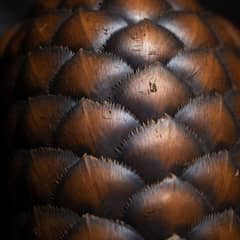 Pangolin - Armor Written Into the Genome