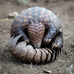 Pangolin - Scales With a Return Address
