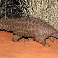 Pangolin - Walking Pinecones