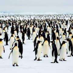 Penguin - Emperors Rarely Reunite