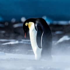 Penguin - Sixty Five Days Without Food