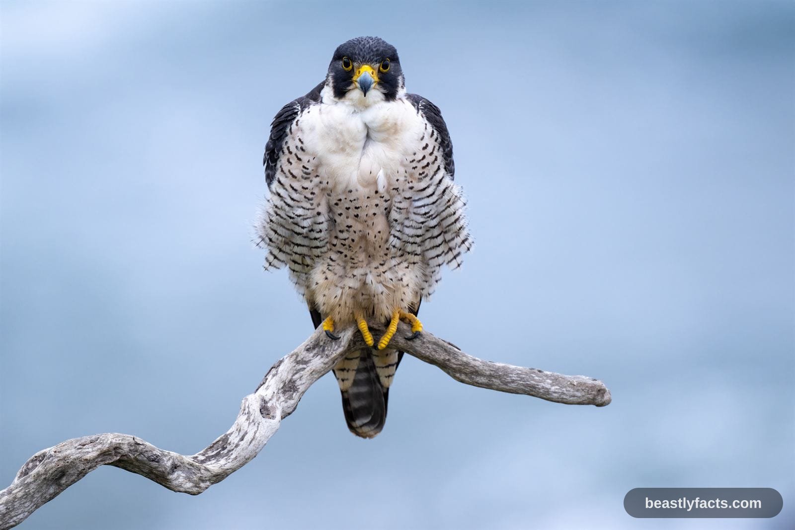 Peregrine Falcon - Fastest Animal Alive