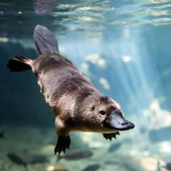 Platypus - Milk Without Nipples