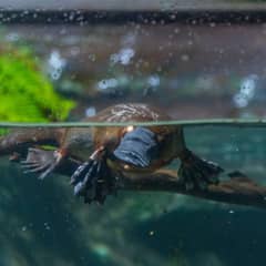 Platypus, Egg-Laying Mammal