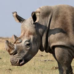 Rhino - It Grows Back