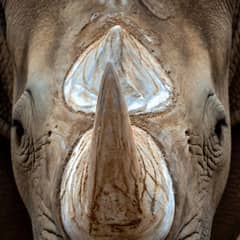 Rhino - Horn Is Not Bone or Ivory