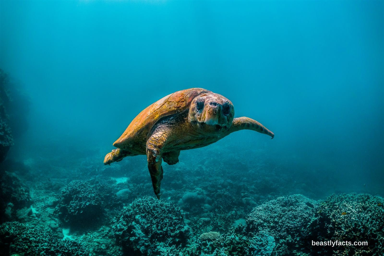 Sea Turtles - Egg Layers of Mystery