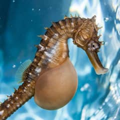 Seahorse - A Placenta Made of Skin