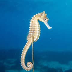 Seahorse - He Broke His Immune System First