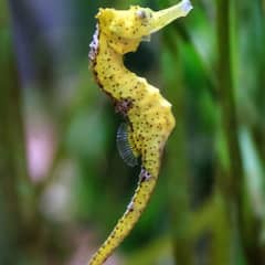 Seahorse, Dads Give Birth