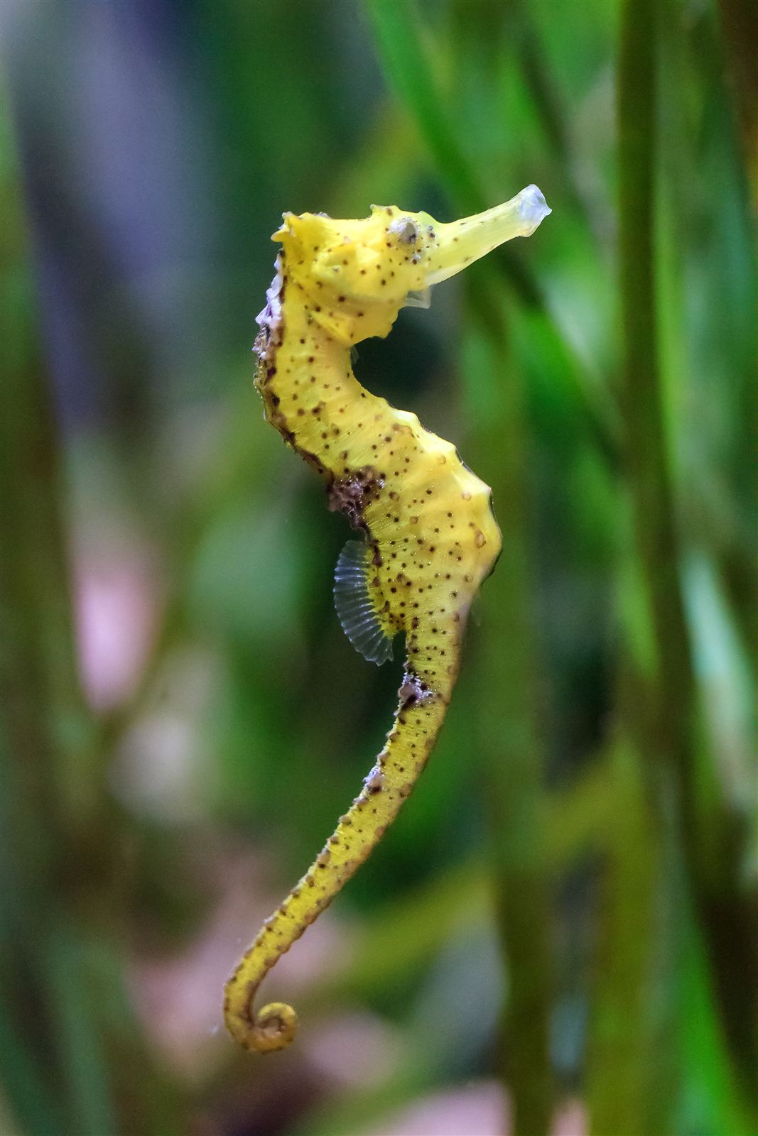 Seahorse - Dads Give Birth