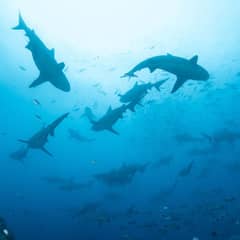 Shark - Electric Sense