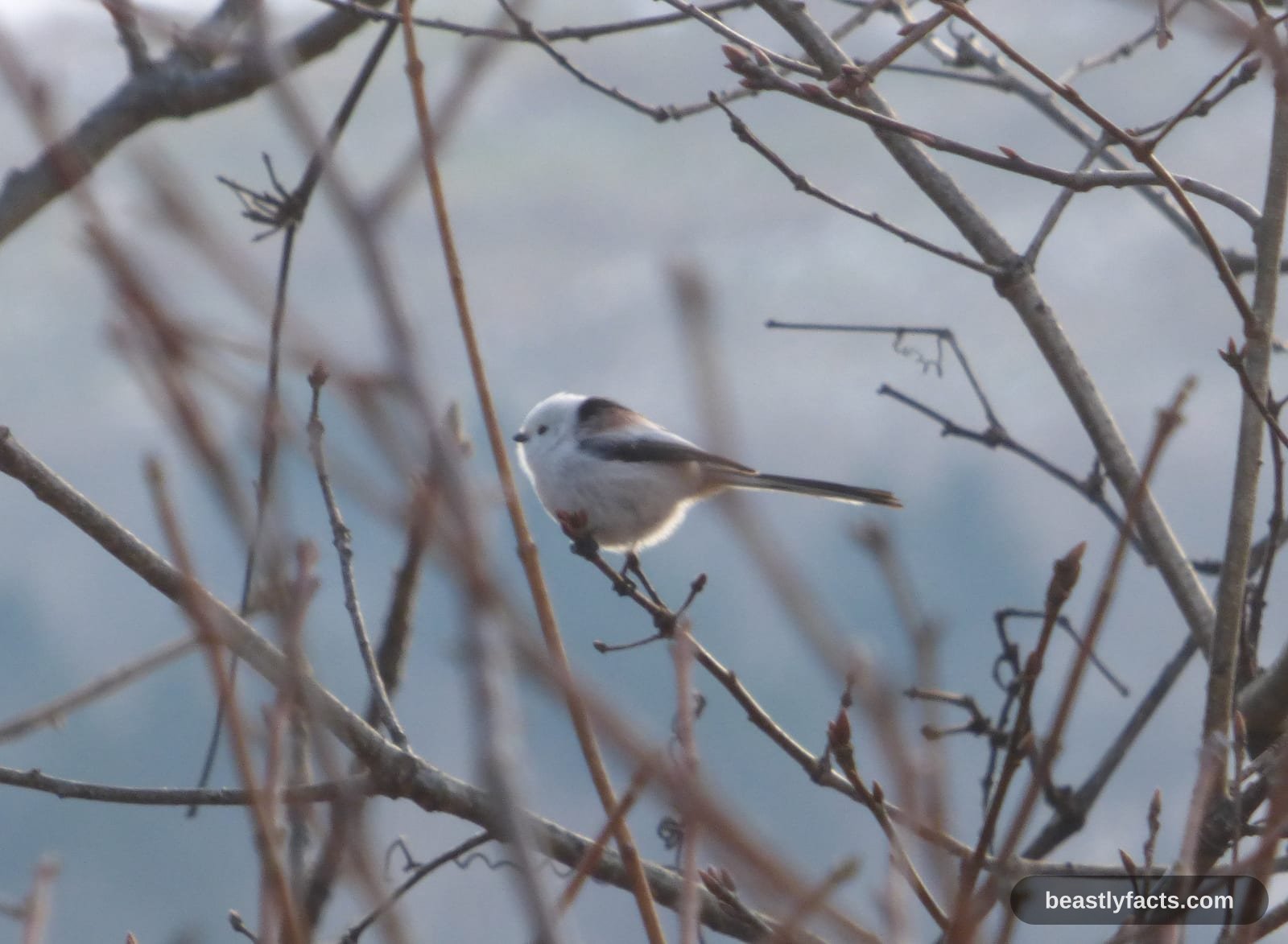 A shima enaga perched among bare winter twigs, showing its white face and dark wing markings
