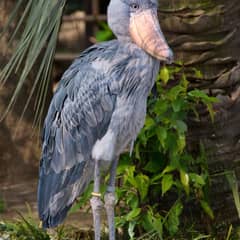 Shoebill - The Statue That Hunts