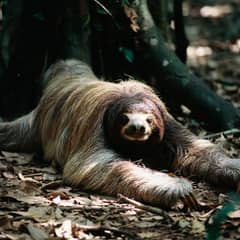 Sloth - The Weekly Trip That Kills Them